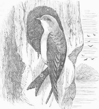Sand Swallow (Cotyle riparia).