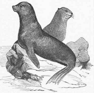 Sea Bear (Callorhinus ursinus).