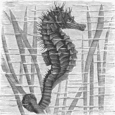 Sea Horse (Hippocampus brevirostris).