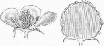 Section of Flower and Fruit.