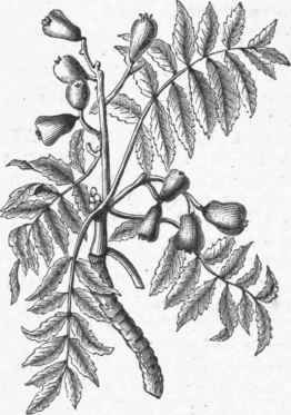 Service Tree (Pyrus sorbus).