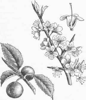 Sloe or Blackthorn (Prunus communis).
