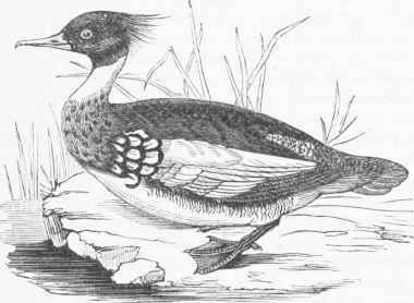 Smew (Mergellus albellus).