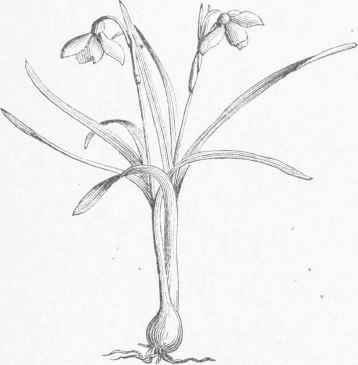 Snowdrop (Galanthus nivalis).
