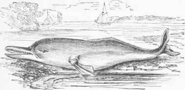 Soosoo, or Dolphin of the Ganges (Platanista Gangetica).