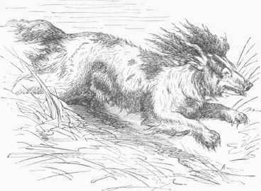 Spaniel.