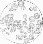 Starch Granules of Manihot utilissima, or Brazilian Arrowroot, magnified 225 diameters.