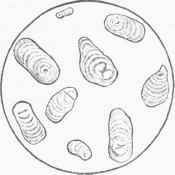 Starch Granules of Maranta arundinace e, or West India Arrowroot, magnified 200 diameters.
