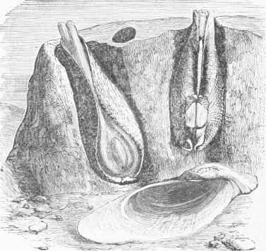 Stone Borers (Pholas dactylus) which have hollowed out shelters in a block of gneiss.