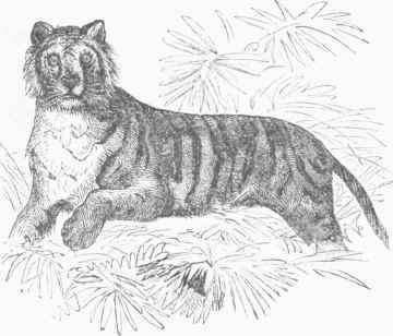 Tiger (Felis tigris).