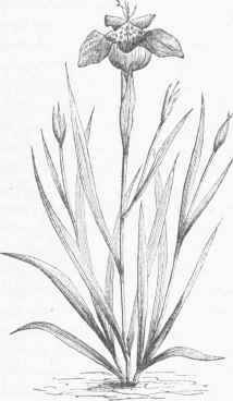 Tiger Flower (Tigridia pavonia).