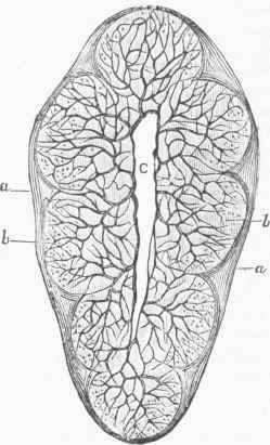 Transverse Section of an injected Lobule of the Thymus of a Child.
