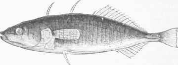 Two spincd Stickleback (Gasterosteus biaculeatus).