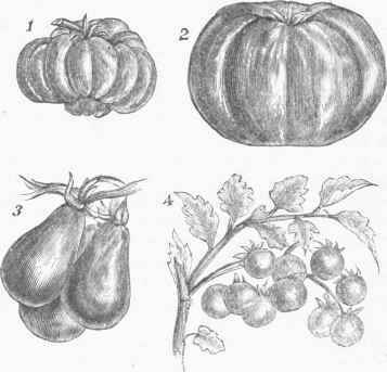 Varieties of the Tomato. 1. Common Red. 2. The Trophy. S. Tear shaped. 4. Currant Tomato.