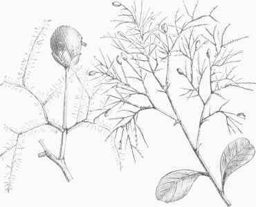 Venetian Sumach (Rhus cotinus). Fruitful and abortive pedicels, reduced and of full size.