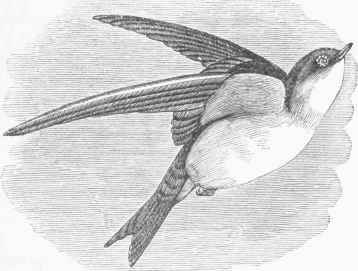 White bellied Swallow (Hirando bicolor).