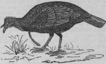 Wild Turkey (Meleagris gallopavo).