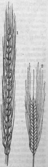 1. Spelt (Triticum spelta).