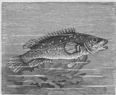 Ballan Wrasse (Labrus maculatus).