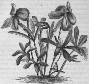 Bird's foot Violet (Viola pedata).