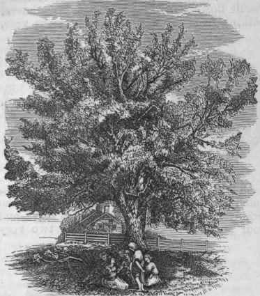 Black Walnut (Juglana nigra)   Tree near Eoslyn, Long Island, N. Y.