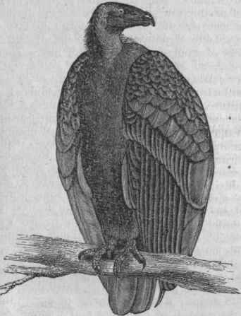 California Vulture (Pseudogryphus Californianus).