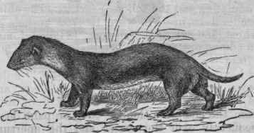 Common European Weasel (Putorius vulgaris).