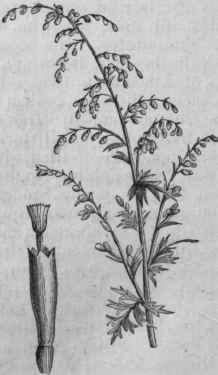 European Wormseed (Artemisia maritima, var. Stechmanniana).