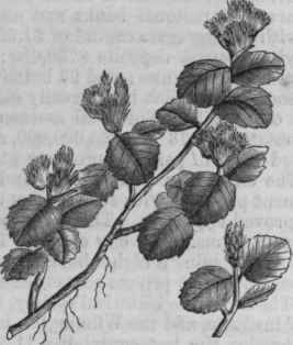 Herb like Willow (Salix herbacea).
