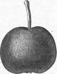 Oblate Pear Fulton.