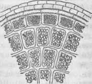Part of Section of a Wheat Grain, magnified.