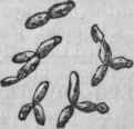 Saccharomyces exiguus, magnified 350 diameters.