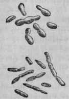 Saccharomyces rnycoderma, magnified 250 diameters.
