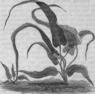 Walking Leaf (Camptosorus rhizophyllus).