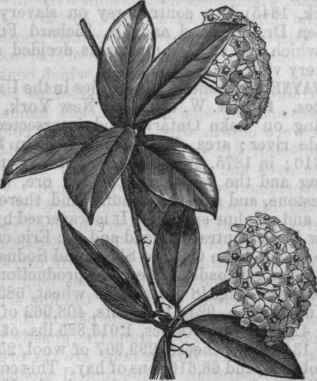 Wax Plant (Hoya carnosa).