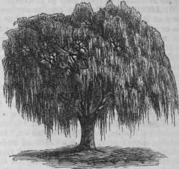 Weeping Willow (Salix Babylonica).