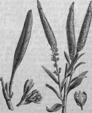 Weld (Eeseda luteola).