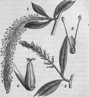 Willow   Staminate and Pistillate Flowers.