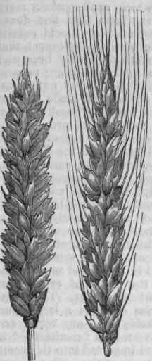 Winter Wheat   Bald and Bearded.