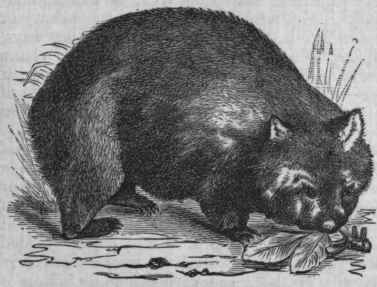 Wombat (Phascolomys wombat).