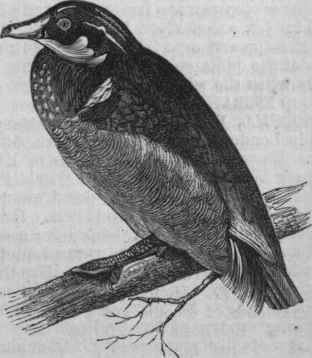 Wood Duck (Aix sponsa).