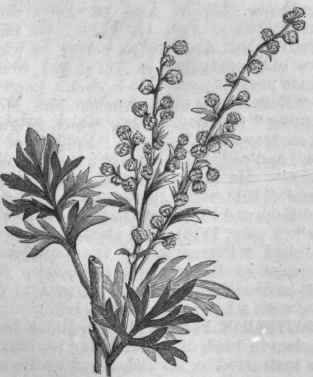 Wormwood (Artemisia absinthium).