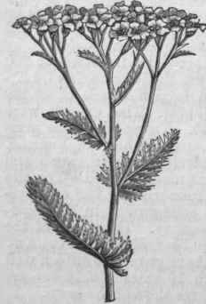Yarrow (Achillea millefolium).