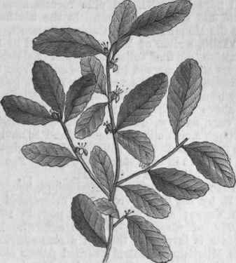 Yaupon (Ilex Cassine).