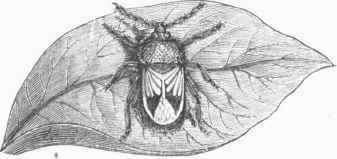 Chinch Bug (Rhyparochromus devastator).