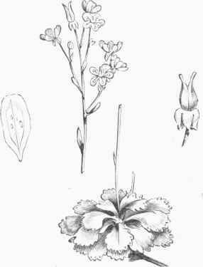 London Pride (Saxifraga umbrosa).