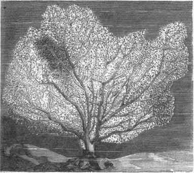 Sea Fan.