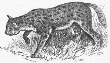 Serval.