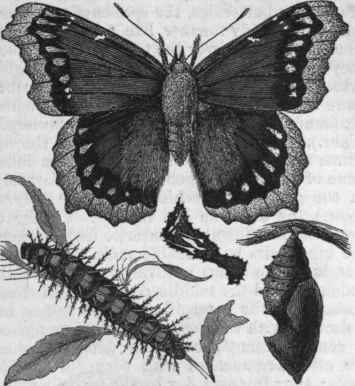 Antiopa Butterfly (Vanessa antiopa).