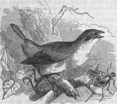 Butcher Bird (Lanius excubitor).